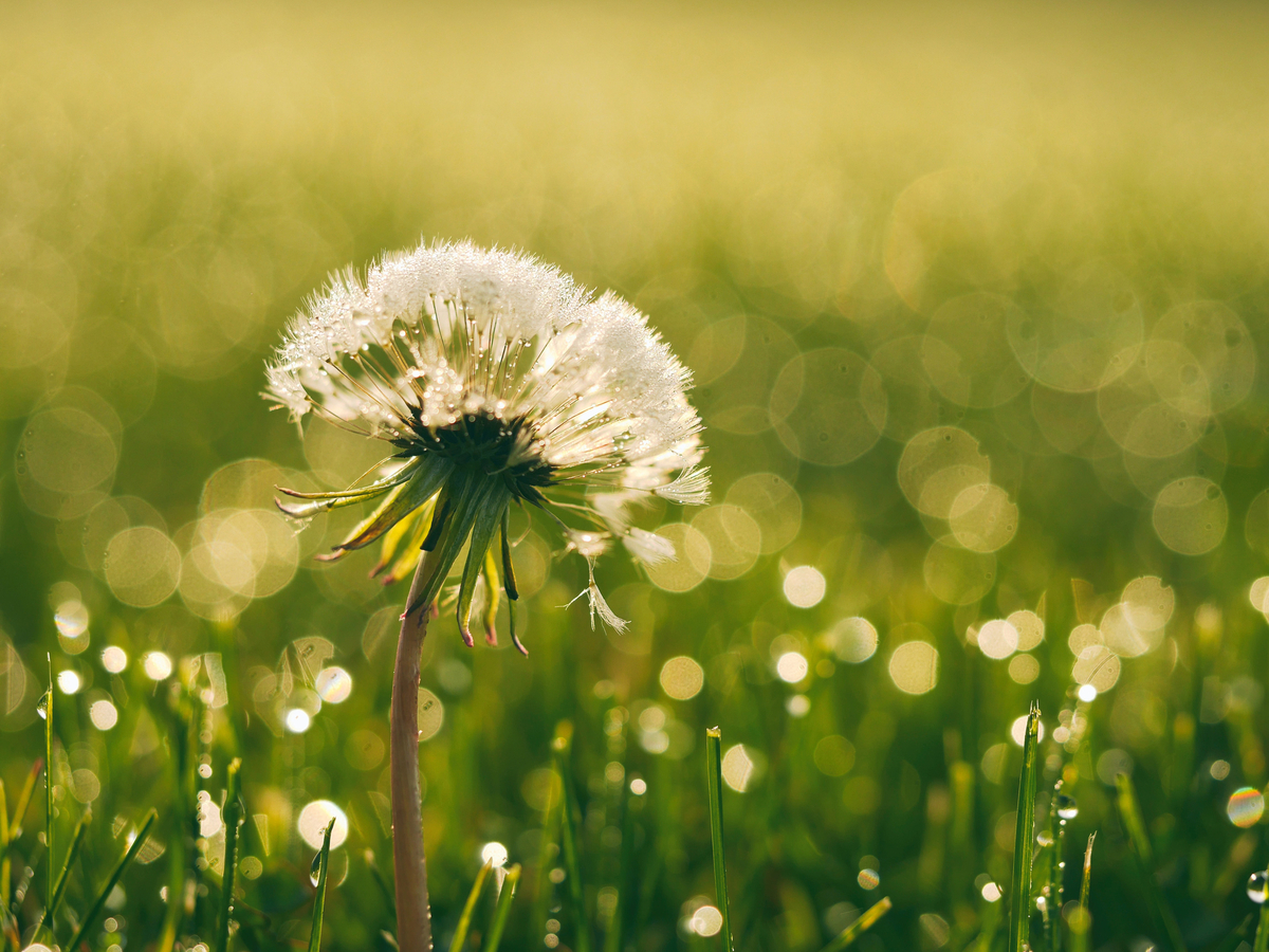dandelion