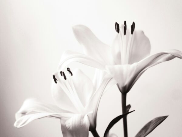 white lilies